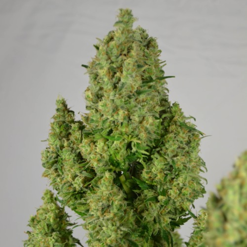 Super Lemon Haze - Huismerk Wietzaadjes.nl enorme top