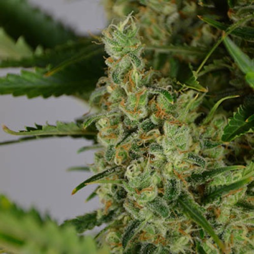 Super Lemon Haze - Huismerk Wietzaadjes.nl bloei top zijtak
