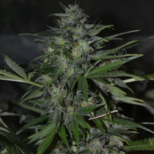 Lowryder 2 Autoflower - Huismerk Wietzaadjes.nl