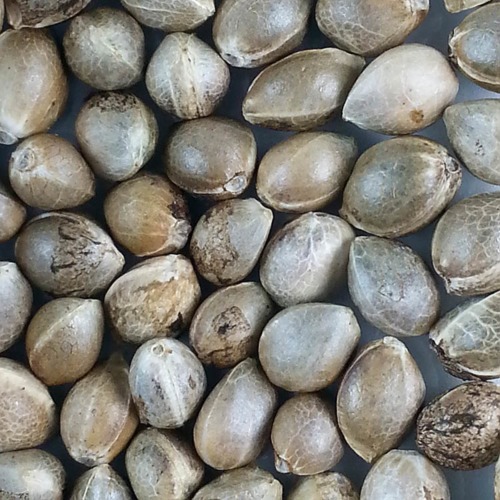 OG Kush - Huismerk Wietzaadjes.nl foto van de wietzaden