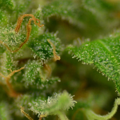 Power Plant - Huismerk Wietzaadjes.nl close up thc