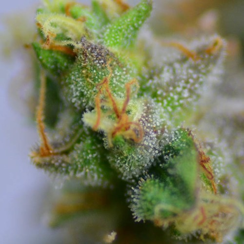 Purple Haze - Huismerk Wietzaadjes.nl close up thc