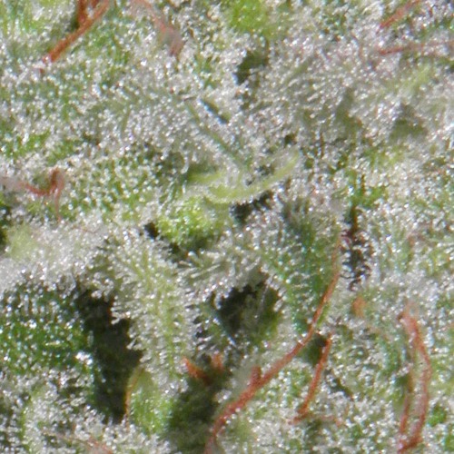 White Russian Auto - Huismerk Wietzaadjes.nl THC van dichtbij closeup