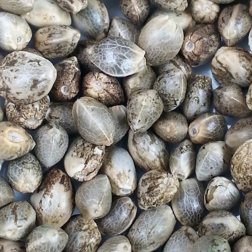 White Russian Auto - Huismerk Wietzaadjes.nl foto van wietzaden