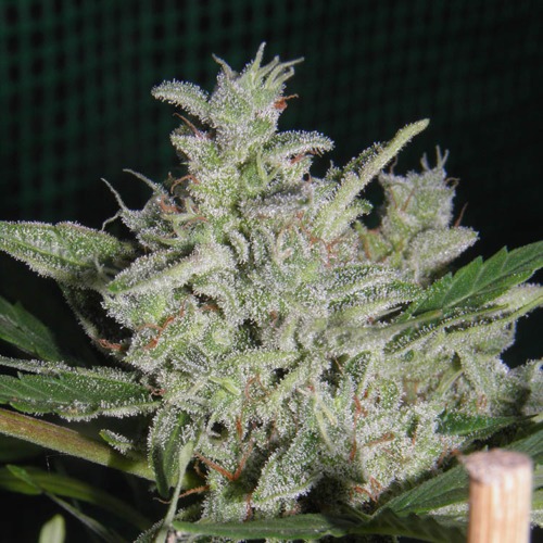 White Russian Auto - Huismerk Wietzaadjes.nl top van wietplant bloei