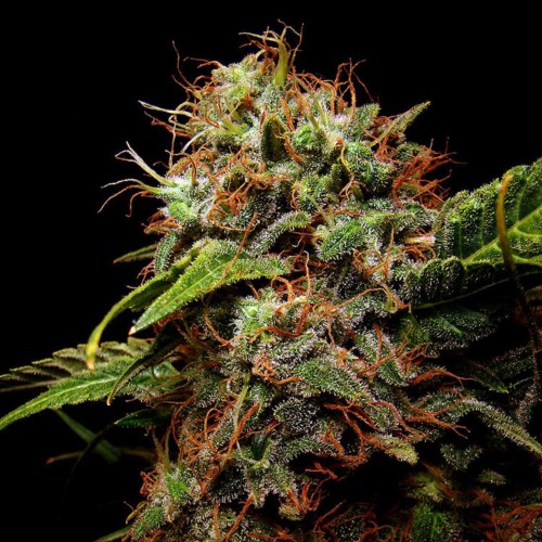 Sensi Star - Huismerk Wietzaadjes.nl wiet top THC