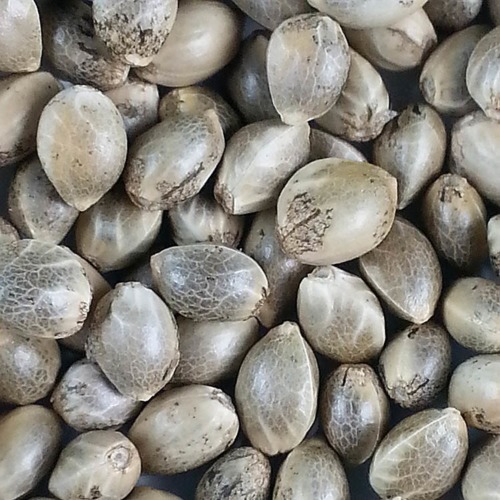 Somango - Huismerk Wietzaadjes.nl afbeelding wietzaden