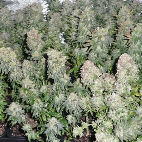 Somango - Huismerk Wietzaadjes.nl binnen kweek wietplanten