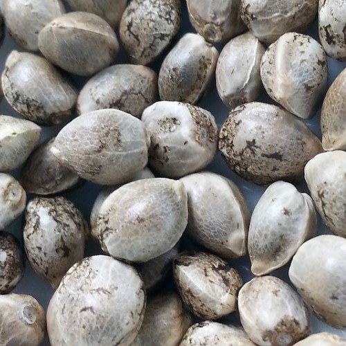Sour Diesel - Huismerk Wietzaadjes.nl foto van wietzaden
