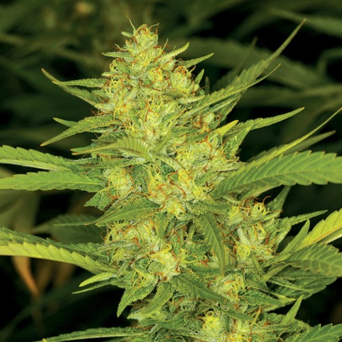Sour Diesel - Huismerk Wietzaadjes.nl