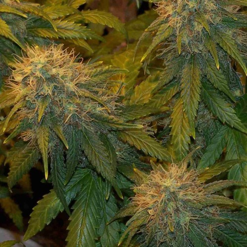 Super Skunk Auto - Huismerk Wietzaadjes.nl