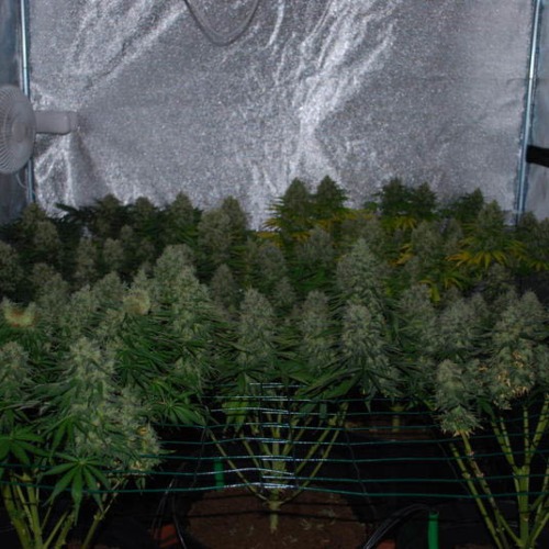 Super Skunk Auto - Huismerk Wietzaadjes.nl scrog super skunk