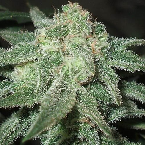 Trainwreck - Huismerk Wietzaadjes.nl wiet top van dichtbij THC