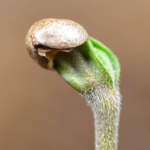 White Widow - Huismerk Wietzaadjes.nl ontkiemt zaadje