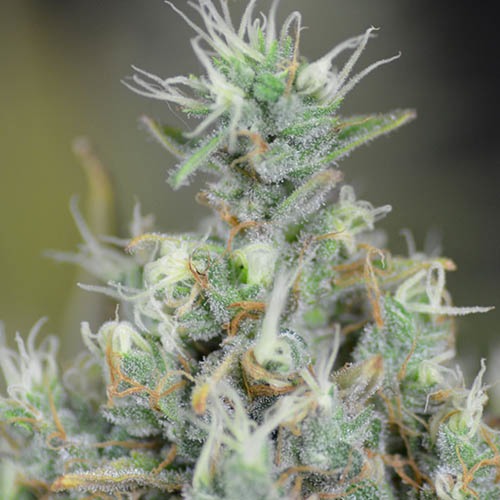 White Widow - Huismerk Wietzaadjes.nl close up bloeiharen