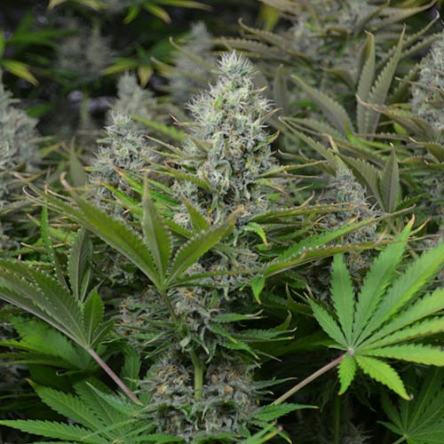 White Widow - Huismerk Wietzaadjes.nl toppen wietplant