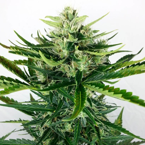 Blue Berry Auto - Huismerk Wietzaadjes.nl autoflower wietplant in bloei