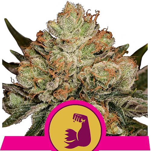 HulkBerry - Royal Queen Seeds