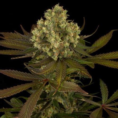 Sour Blueberry - Humboldt