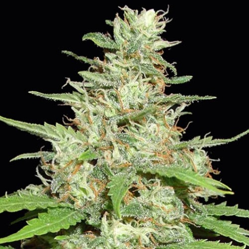 Hurricane Outdoor - Kera Seeds