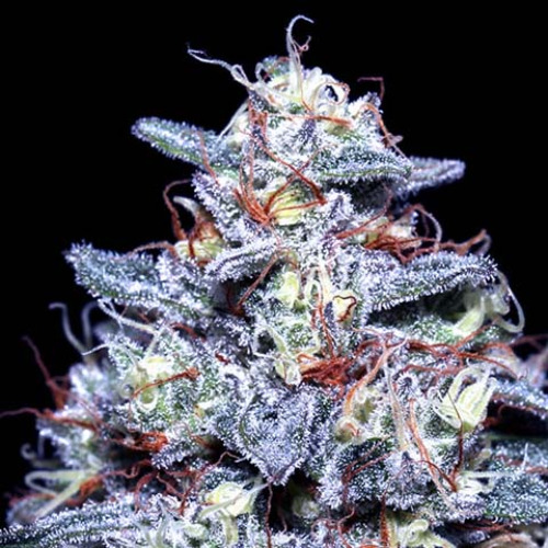 Hyper Glue - Anesia Seeds