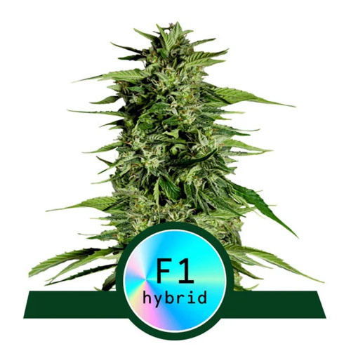 Hyperion F1 - Royal Queen Seeds