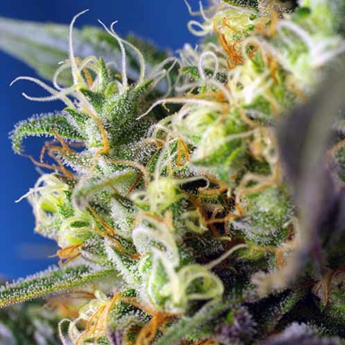 NYC Diesel CBD - Sweet Seeds - Close-up Top