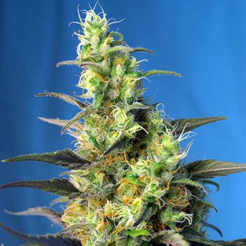 NYC Diesel CBD - Sweet Seeds