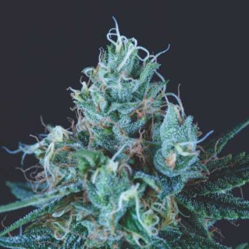 Ice Cream - Pyramid Seeds