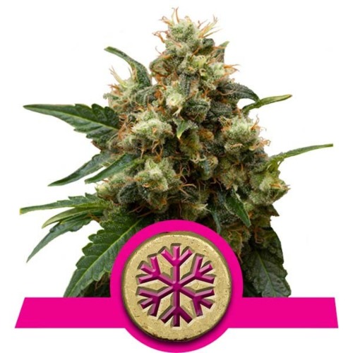 Ice strain - Royal Queen Seeds