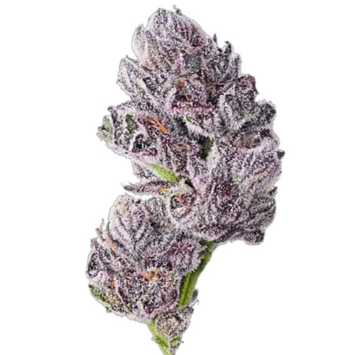 Iced Sangria Triploid - Growers Choice