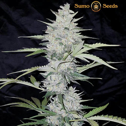 Impala 64 Haze Auto - Sumo Seeds bijna oogstrijp