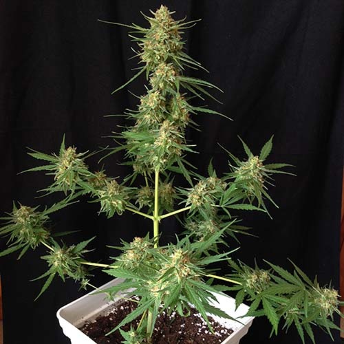 Impala 64 Haze Auto - Sumo Seeds wietplant in pot