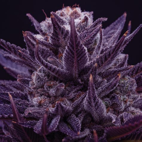 Imperium X - Anesia Seeds