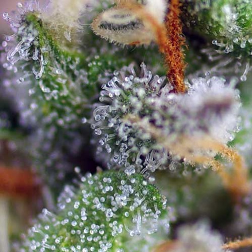 Indigo Berry Kush - Sweet Seeds - Close-up Top