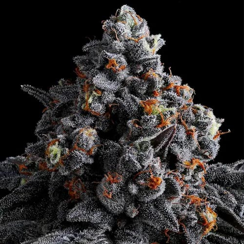 Indigo Sapphire - Anesia Seeds