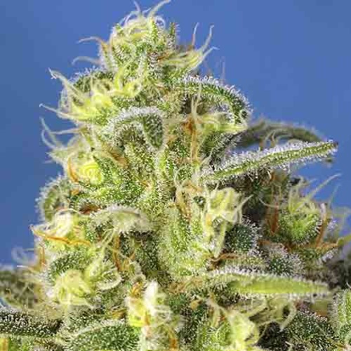 Jack 47 XL Auto - Sweet Seeds Close-Up