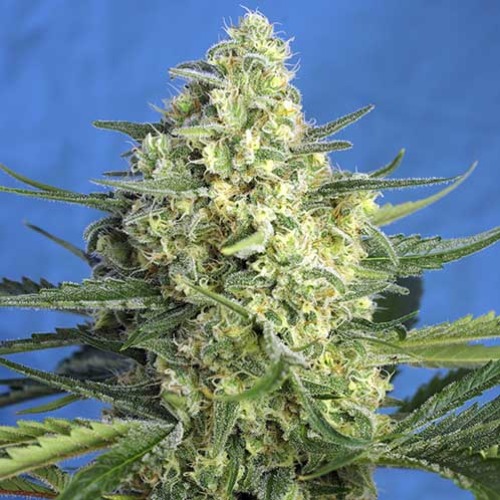 Jack 47 XL Auto - Sweet Seeds