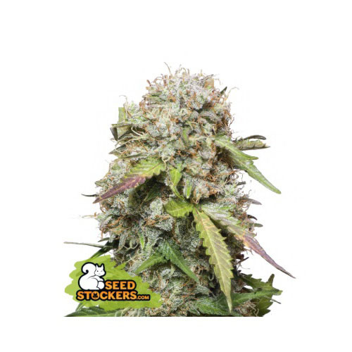 Jack Herer Auto - Seedstockers