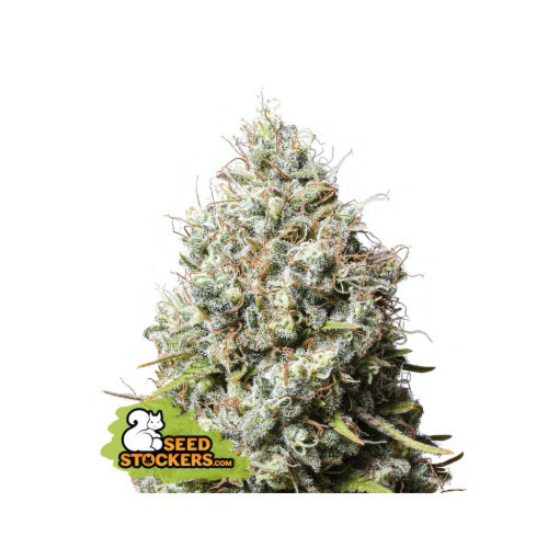 Jack Herer - Seedstockers