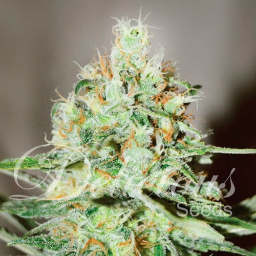 Jagg Kush - Delicious Seeds