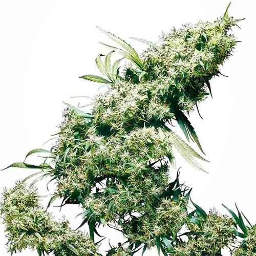 Jamaican Pearl - Sensi Seeds