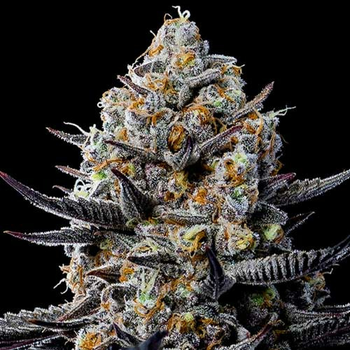 Jealousy Dankness - Anesia Seeds