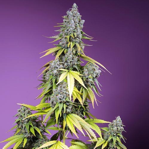 Jet Fuel Mandarine XL Auto - Sweet Seeds
