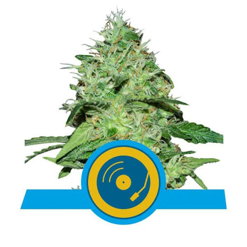 Joanne's CBD - Royal Queen Seeds