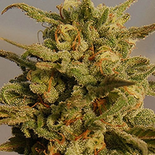 Julies Cookies Auto - Big Head Seeds close up wiet