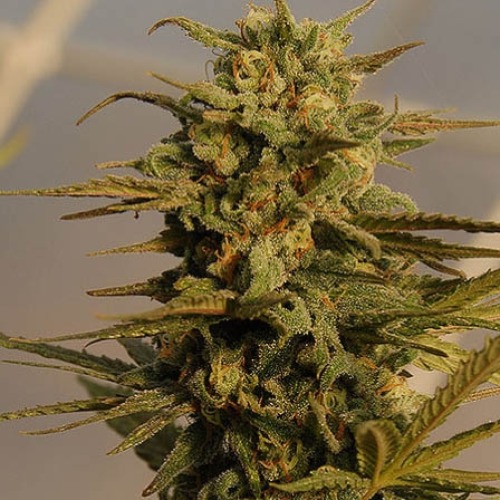 Julies Cookies Auto - Big Head Seeds