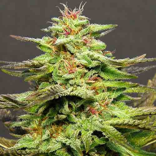 Julies Cookies - Big Head Seeds