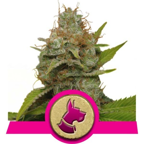 Kali Dog strain - Royal Queen Seeds