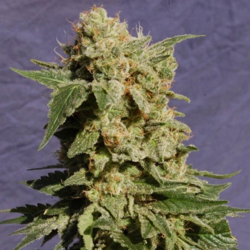 Diesel Glue - Kannabia top wietplant bloeitijd